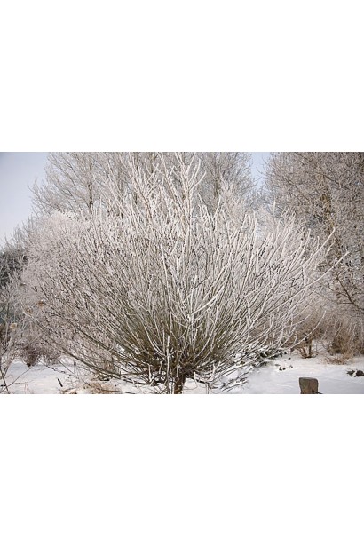 Salix gracilistyla Melanostachys в ландшафті